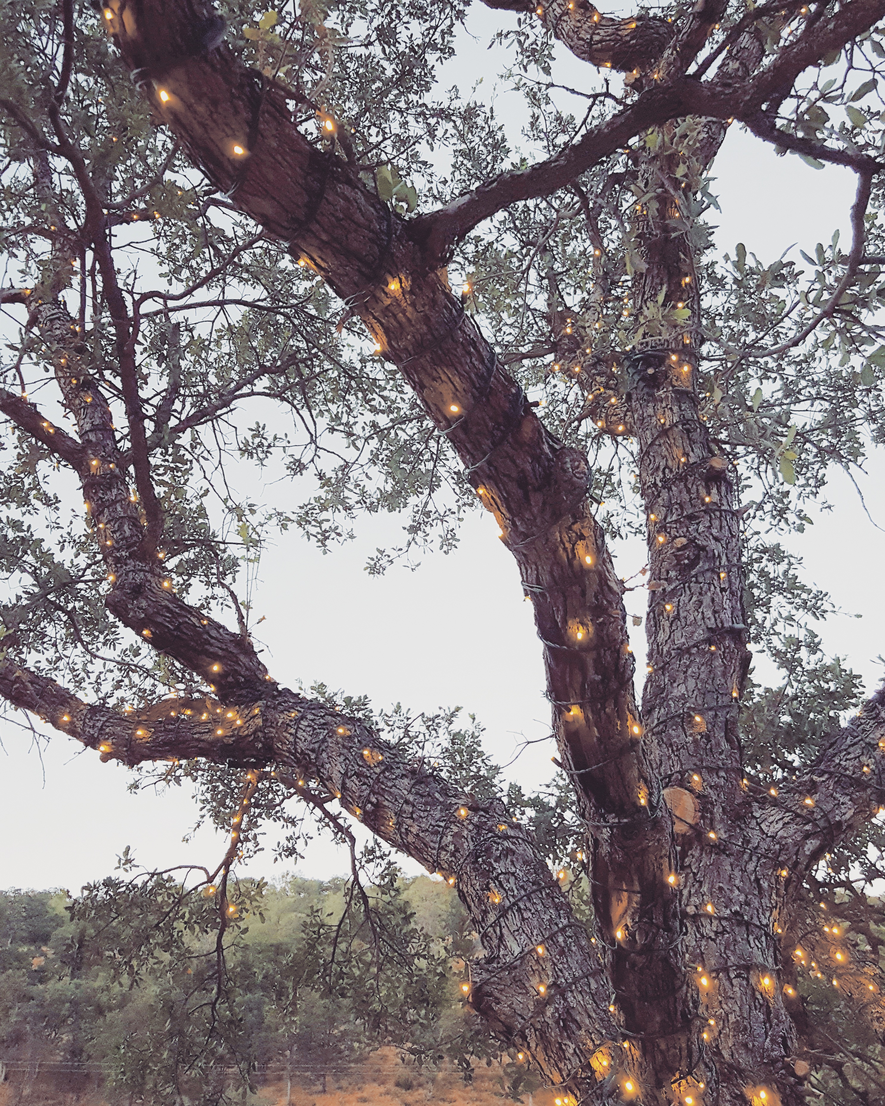 lights-tree-glamping